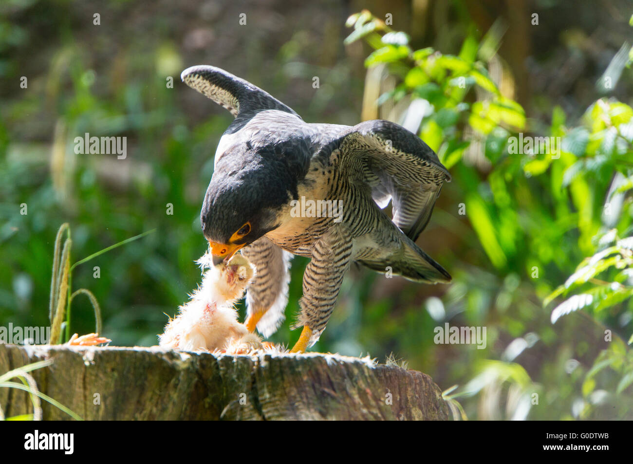 falco catches prey Stock Photo