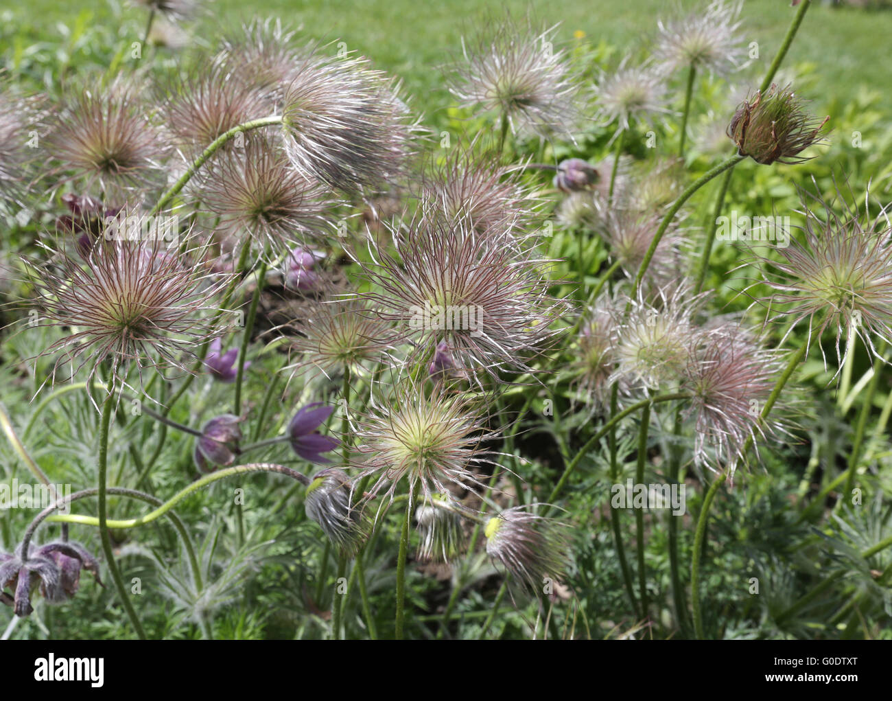 Pasque Flower Pulsatilla vulgaris Stock Photo