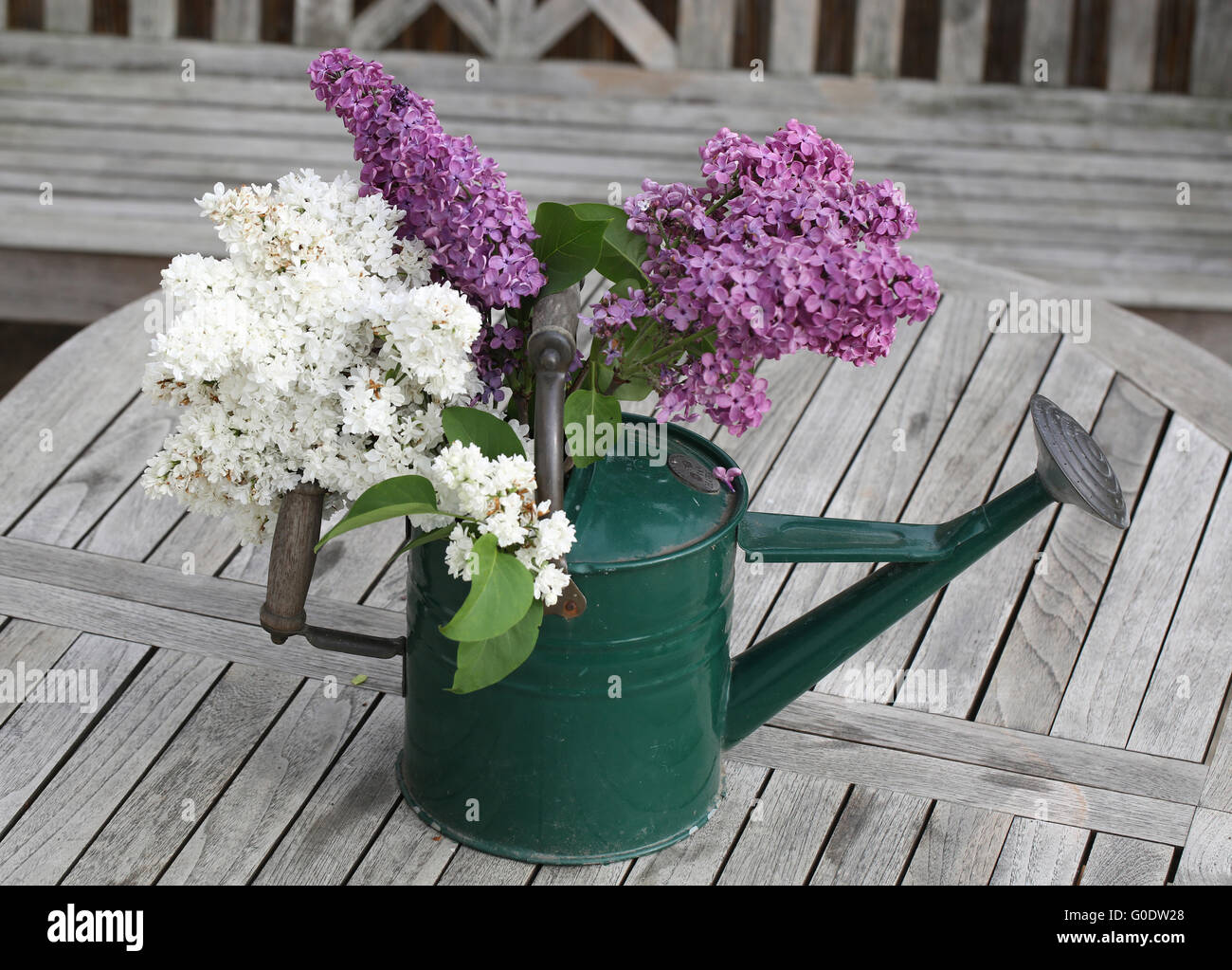 Lilac Bouquet in a Water Can Stock Photo