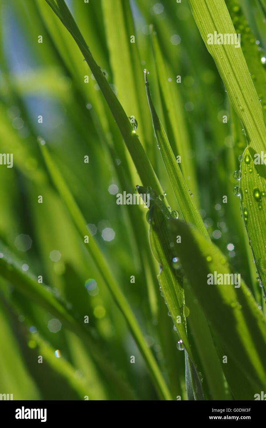 Pearls Stock Photo