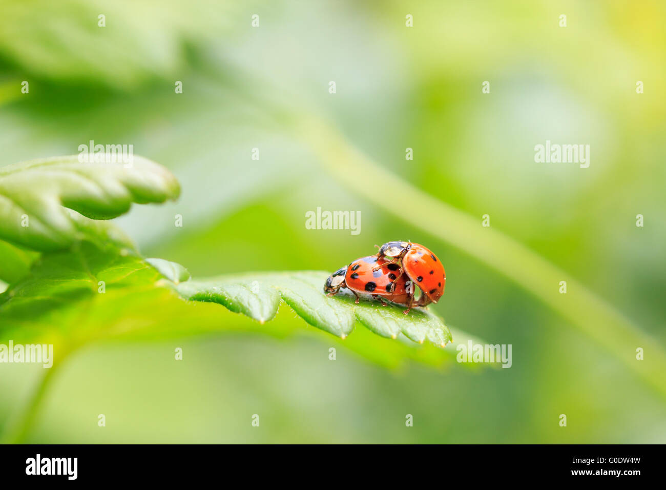 Ladybug in mating Stock Photo