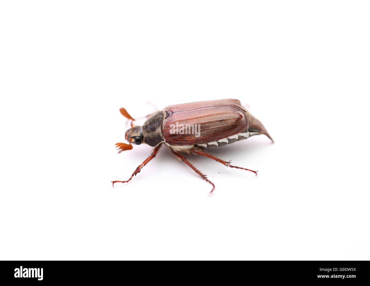 Scarabé hi-res stock photography and images - Alamy