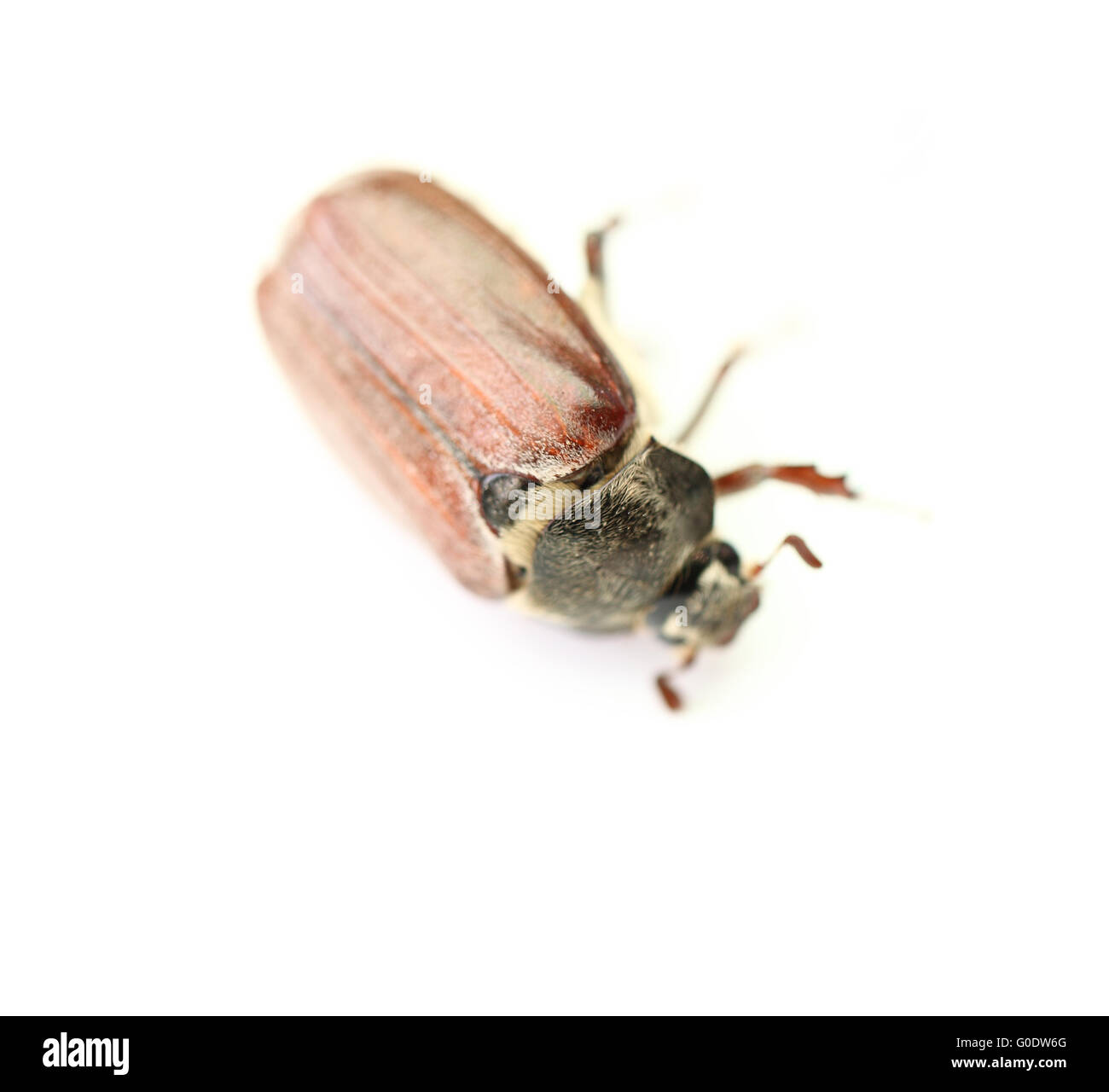 Scarabé hi-res stock photography and images - Alamy