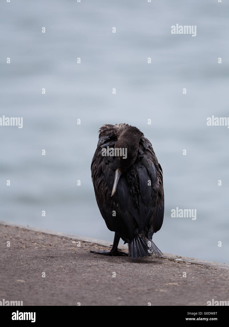 Black duck sleeping on pier. Walvis Bay, Namibia Stock Photo Alamy