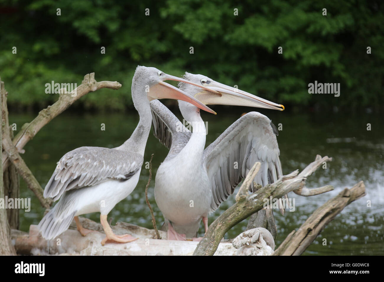 Pelican Stock Photo