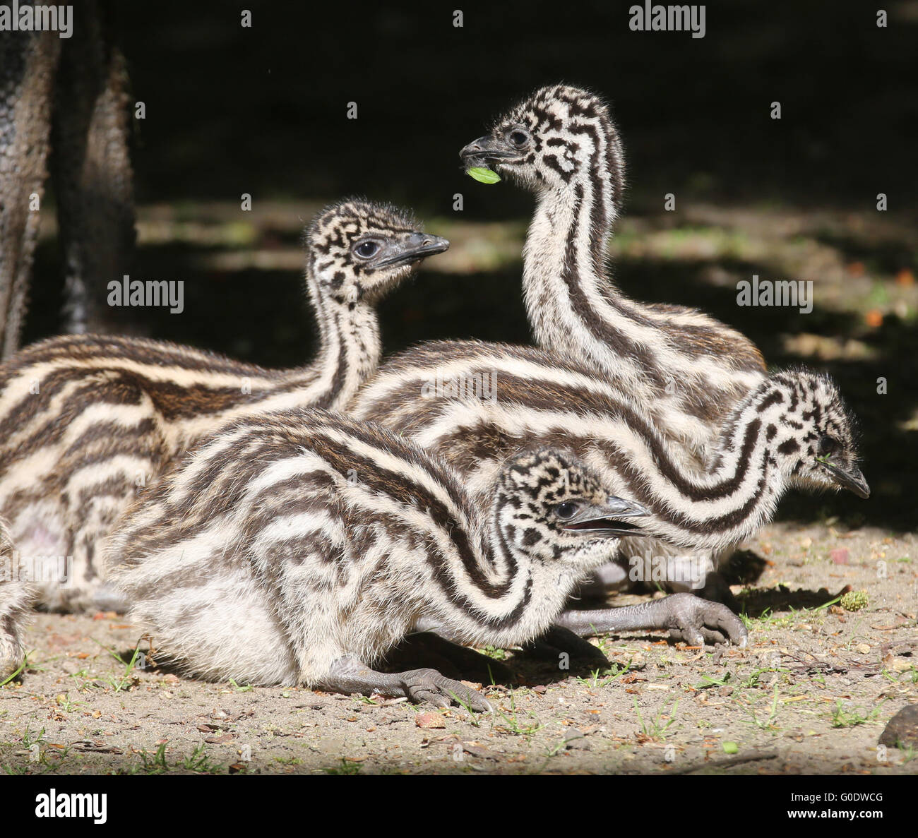 Emu Chicks Stock Photo