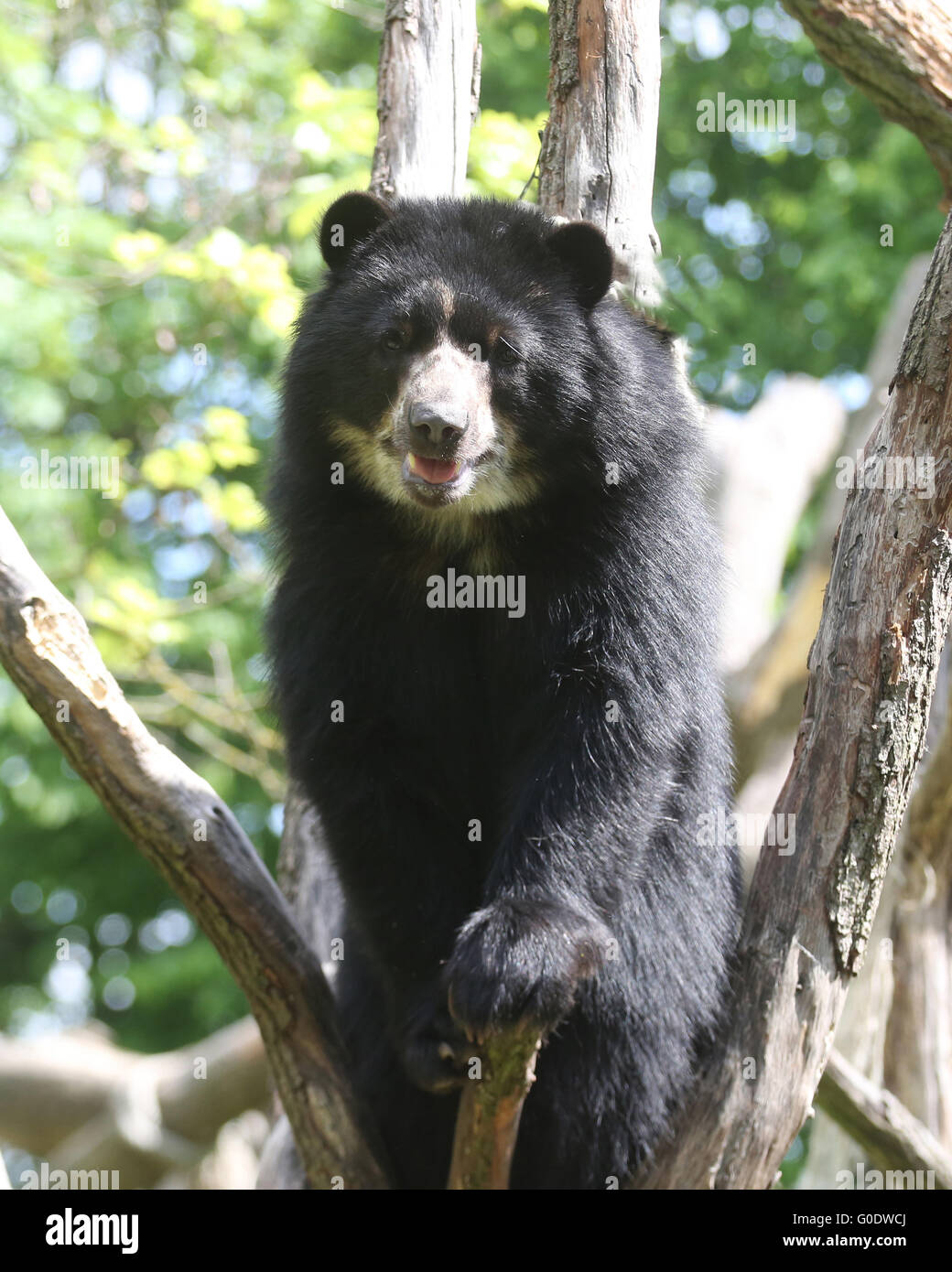 Anden Bear Stock Photo