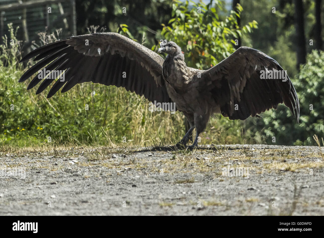 Andean condor (Vultur gryphus Stock Photo - Alamy