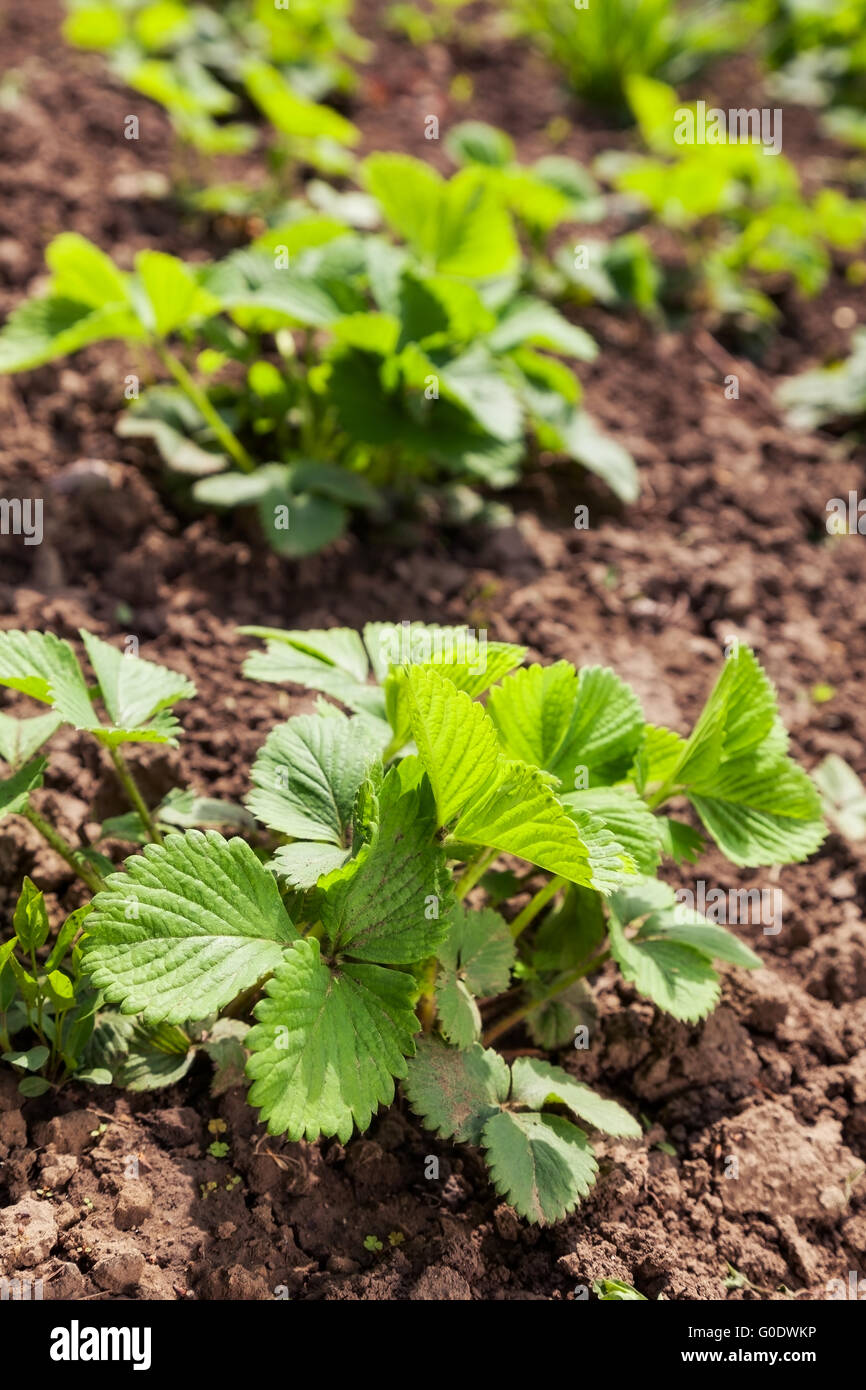 green bush of strawberries in the garden. background outdoors Stock ...