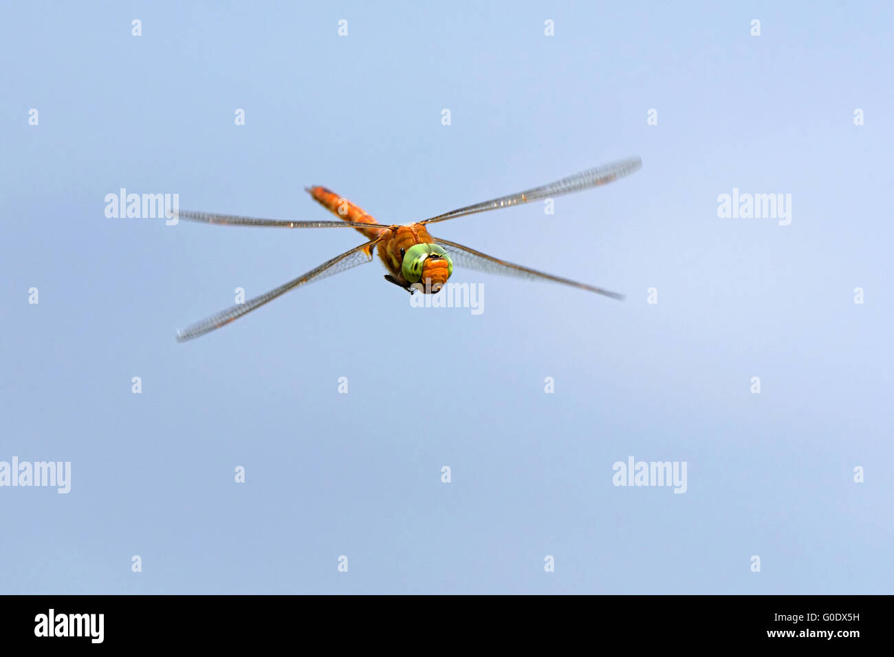 Aeshna isoceles in flight Stock Photo