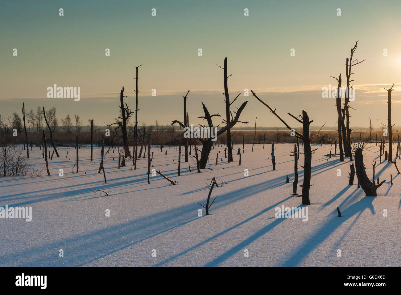 Swamp in Germany Stock Photo Alamy