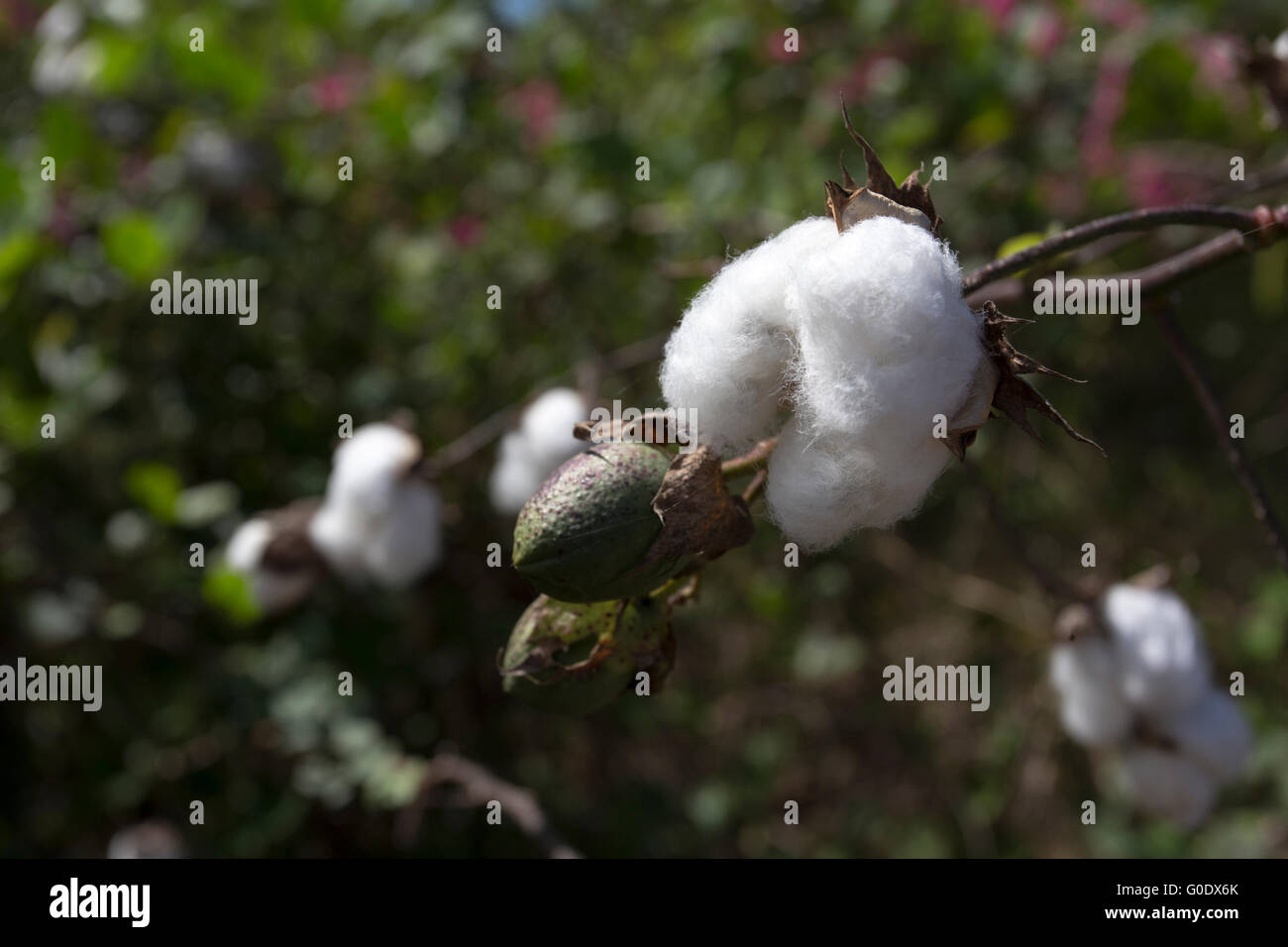 open cotton boll and closed one with leaves on the branch in Cuba Stock Photo