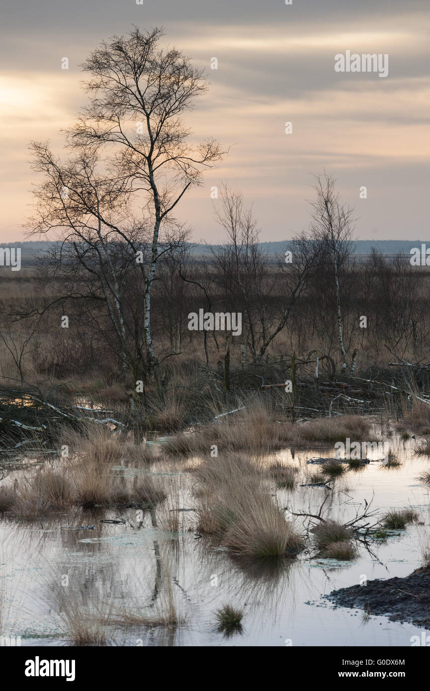 Goldenst hires stock photography and images Alamy