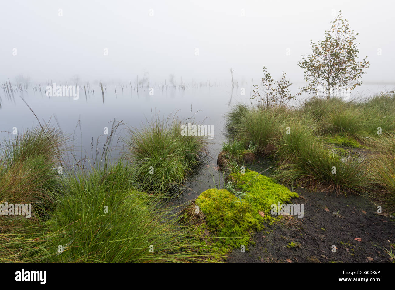 Swamp in Germany Stock Photo Alamy