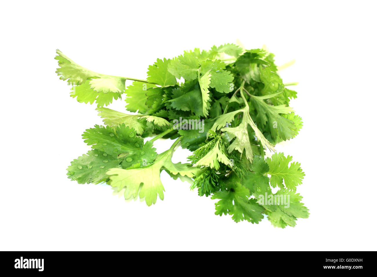 bunch of coriander Stock Photo Alamy