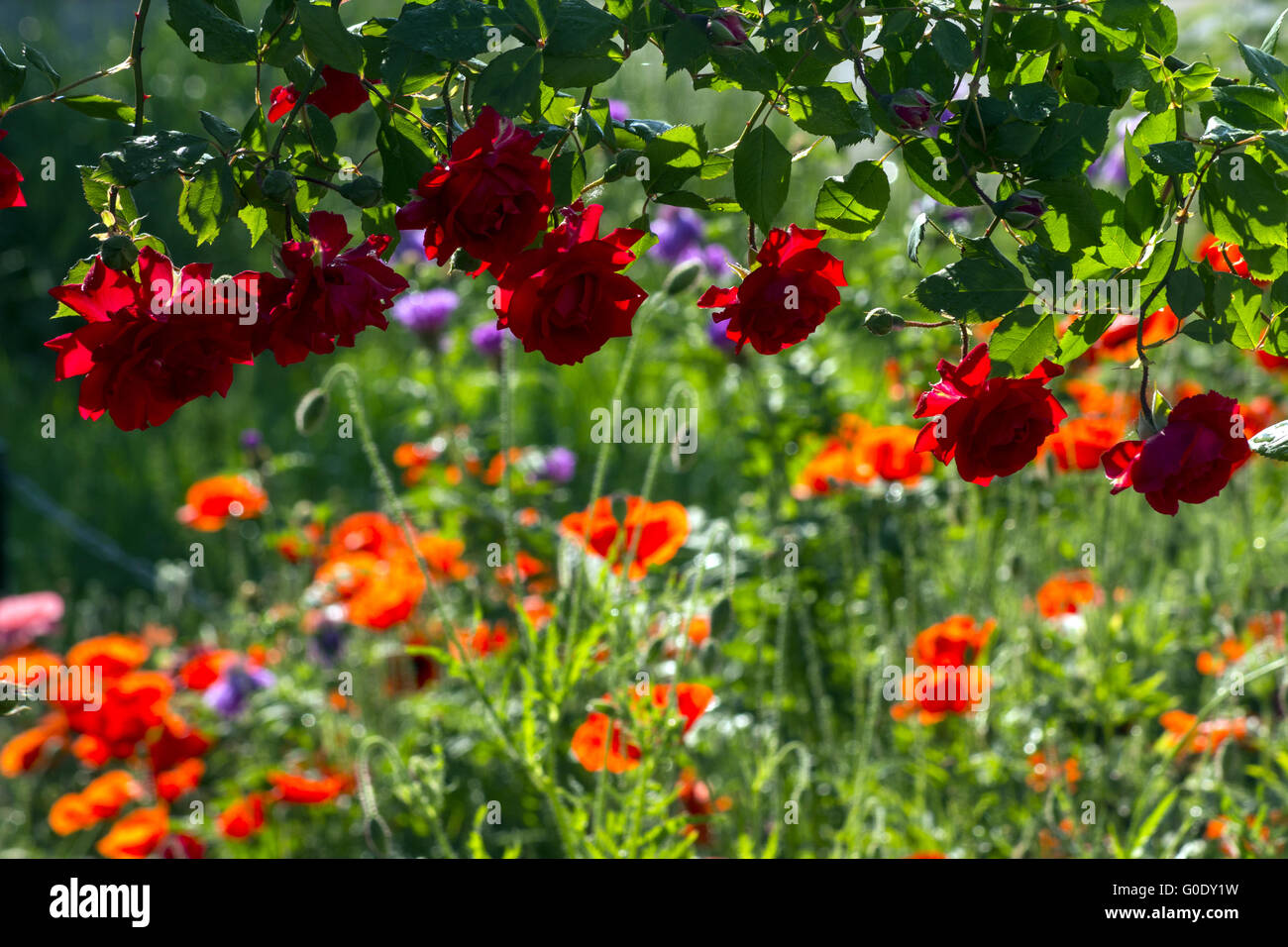 Land of the rose hi-res stock photography and images - Alamy