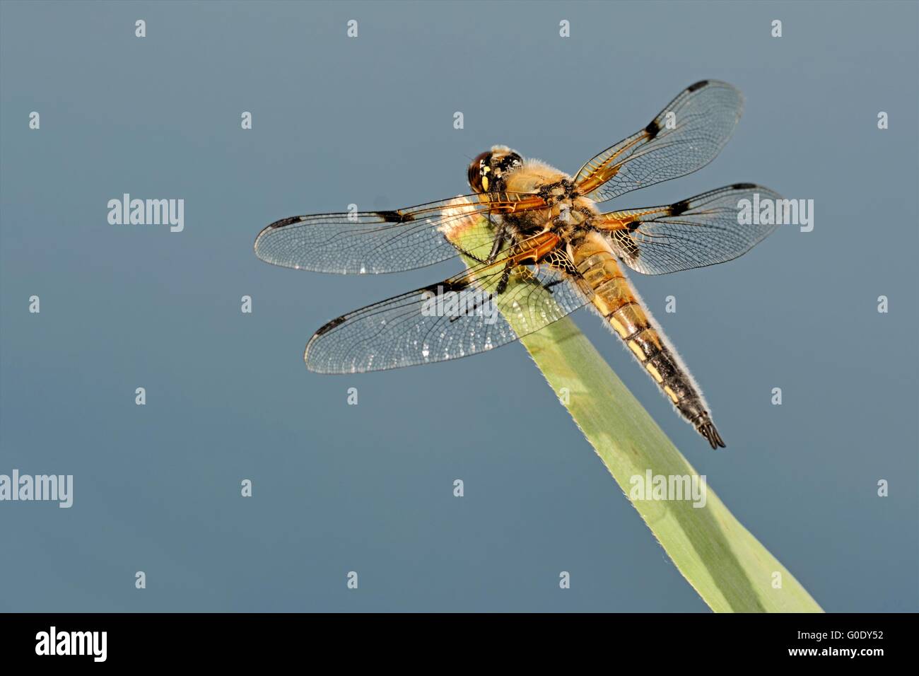 Four-spotted Chaser Stock Photo