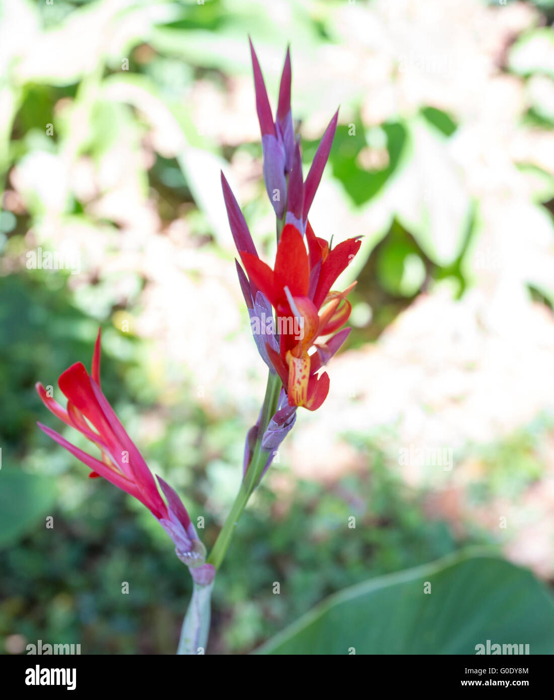 bright red orchids in Cuba Stock Photo - Alamy