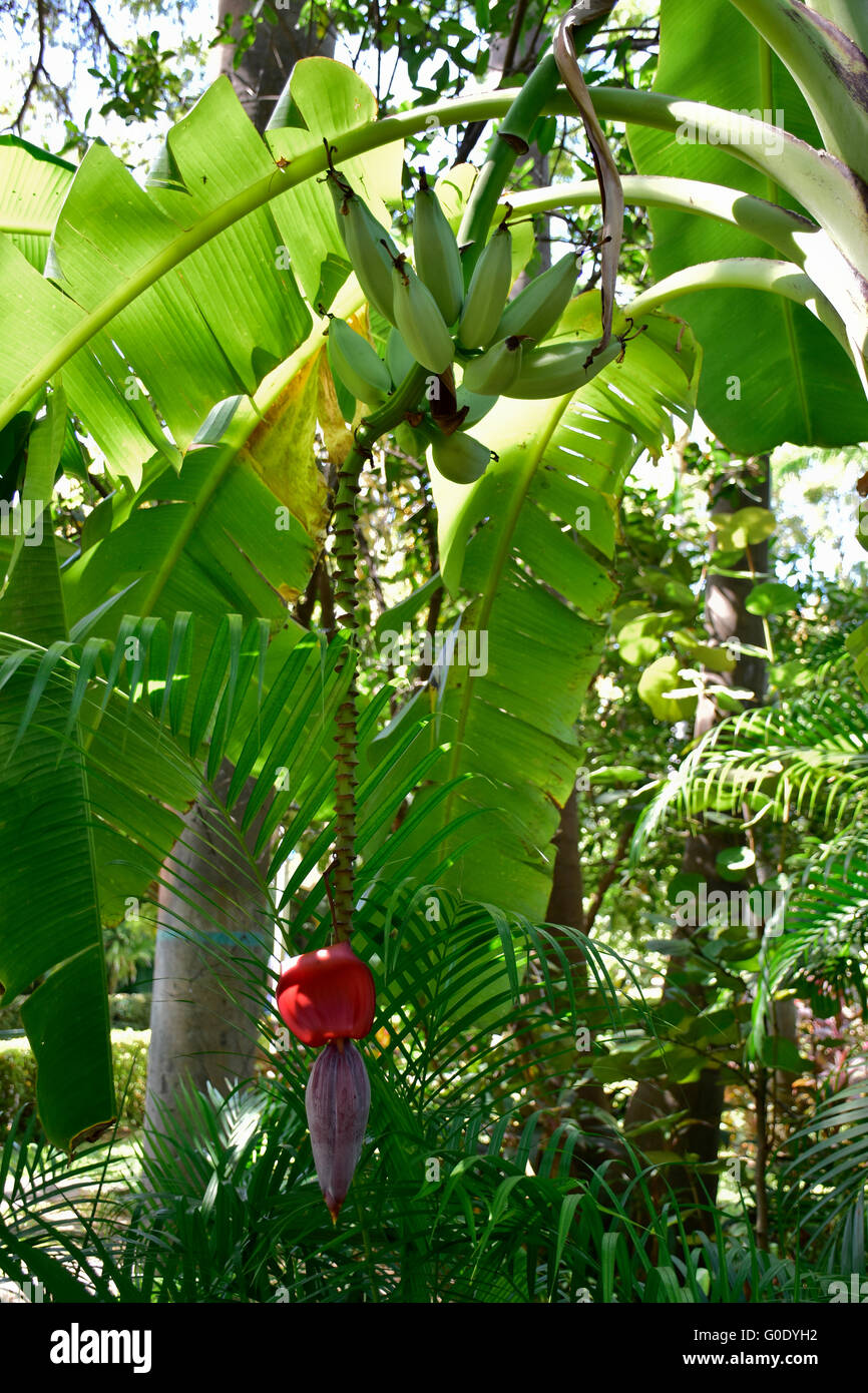 Bananas and inflorescence flower growing in Mexico. Mexican tropical fruit. Stock Photo