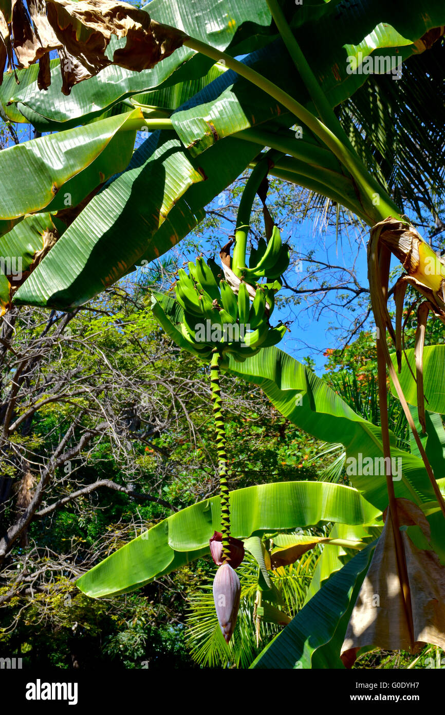 Bananas and inflorescence flower growing in Mexico. Mexican tropical fruit. Stock Photo