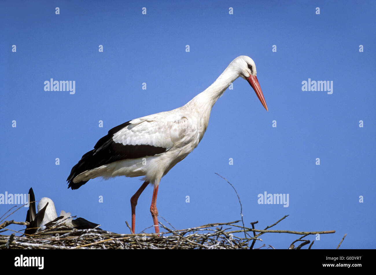 White Stork adult birds on their nest Stock Photo