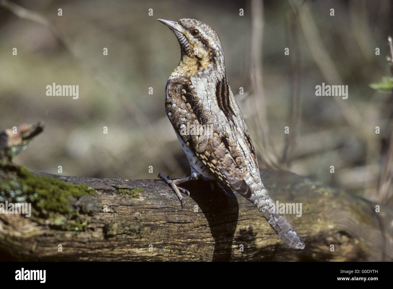 Eurasian Wryneck adult bird in early spring Stock Photo