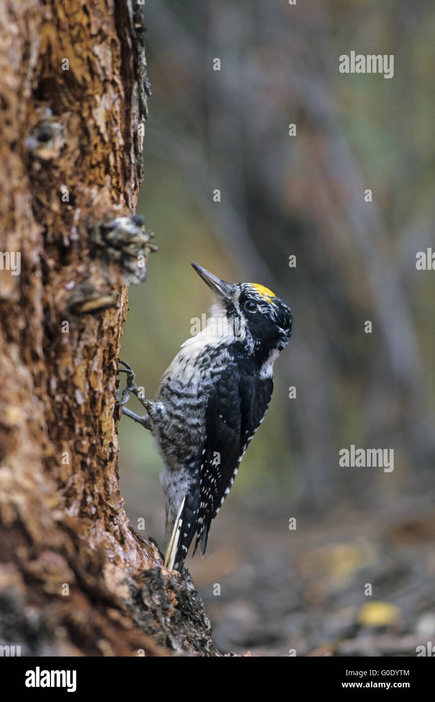 Three-toed Woodpecker adult male foraging Stock Photo