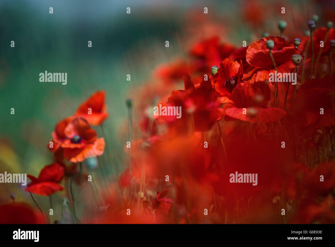 Floral weed hi-res stock photography and images - Alamy