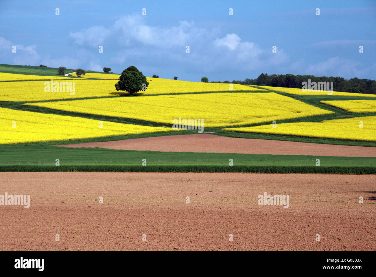 Field with rape Stock Photo - Alamy