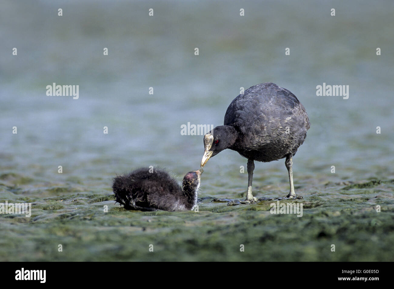 Eurasian Coot feeds baby bird Stock Photo