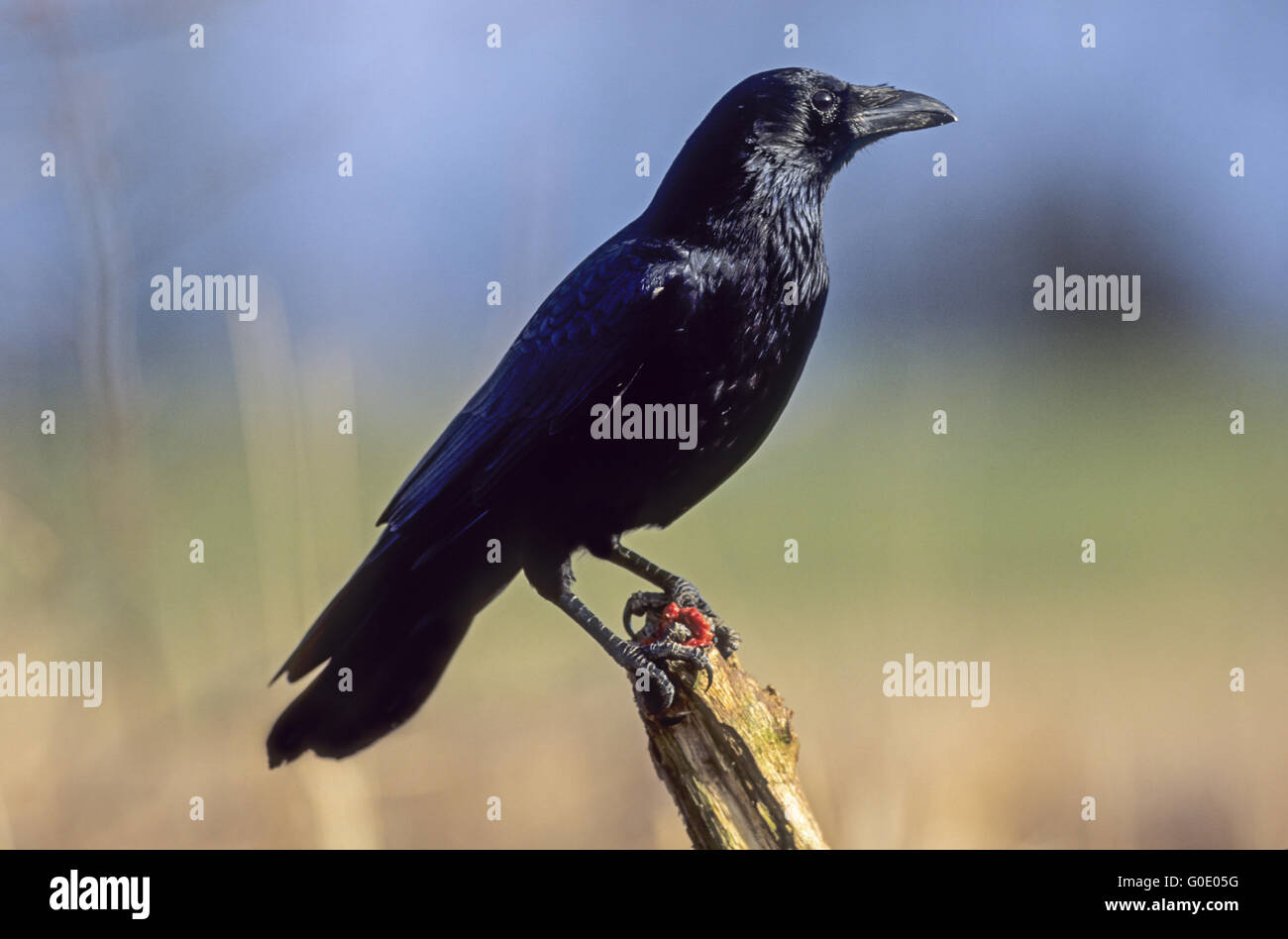 Carrion Crow sit with a piece of meat on a branch Stock Photo