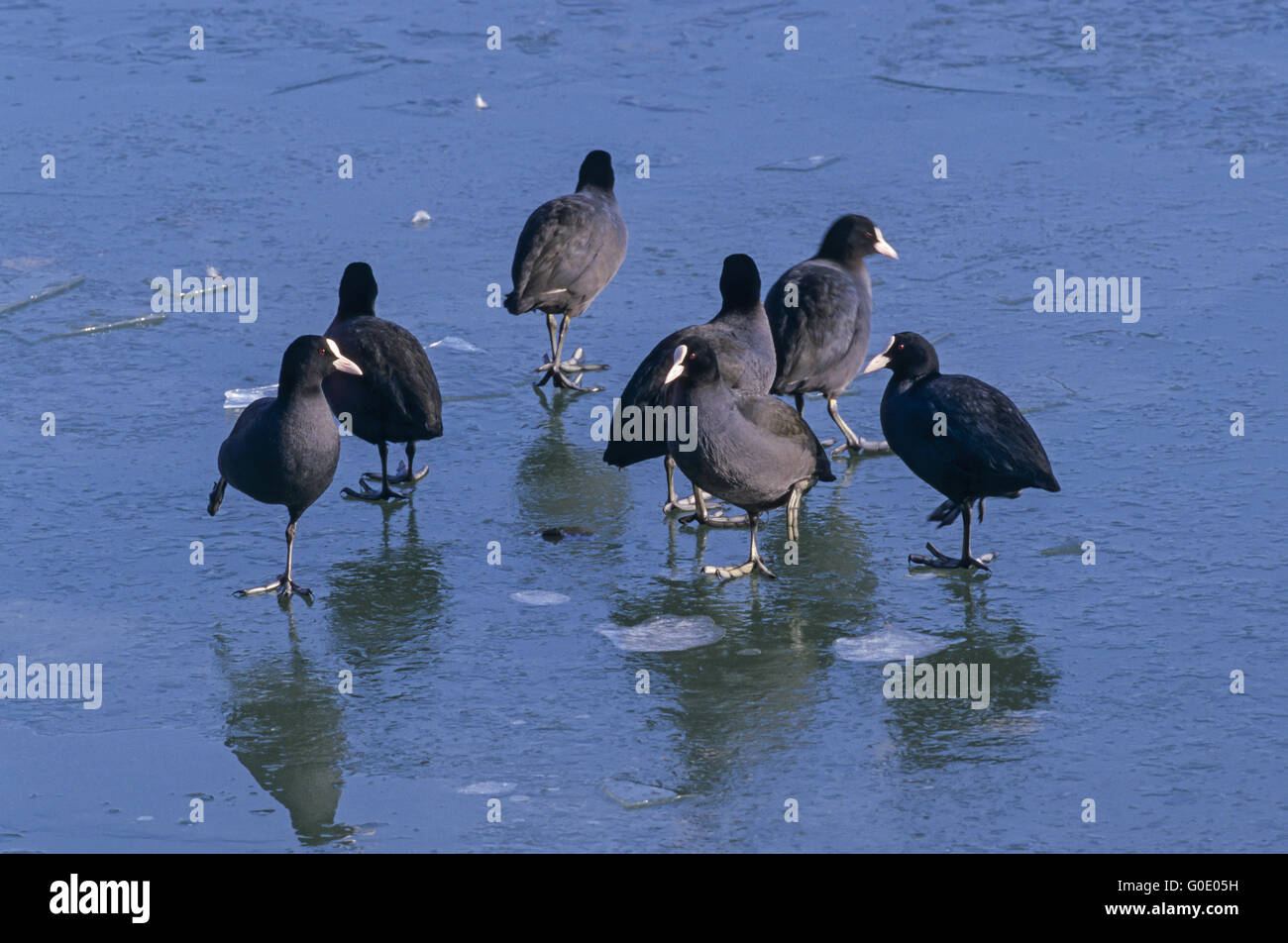 Coots rest on the frozen surface of the Baltic Sea Stock Photo