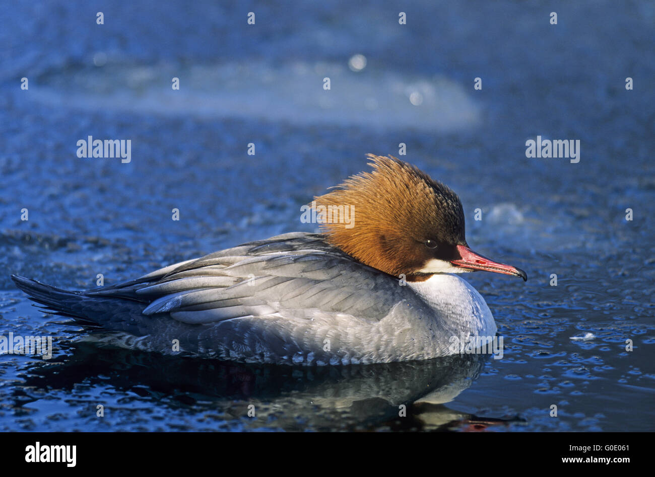 Goosander female bird swims on free water surface Stock Photo