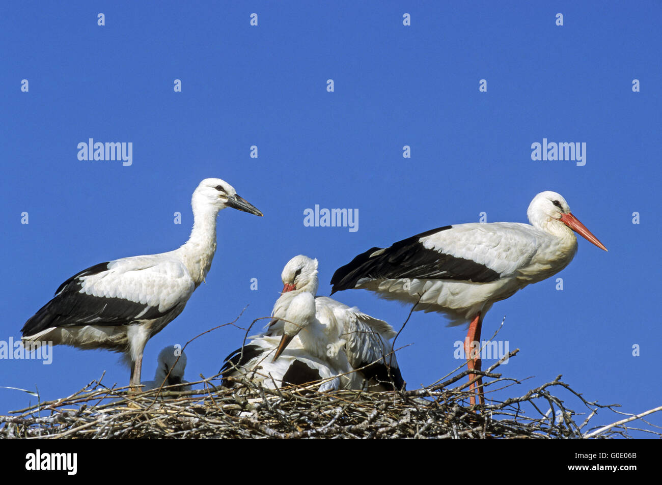 White Stork adult birds and juvenile birds Stock Photo