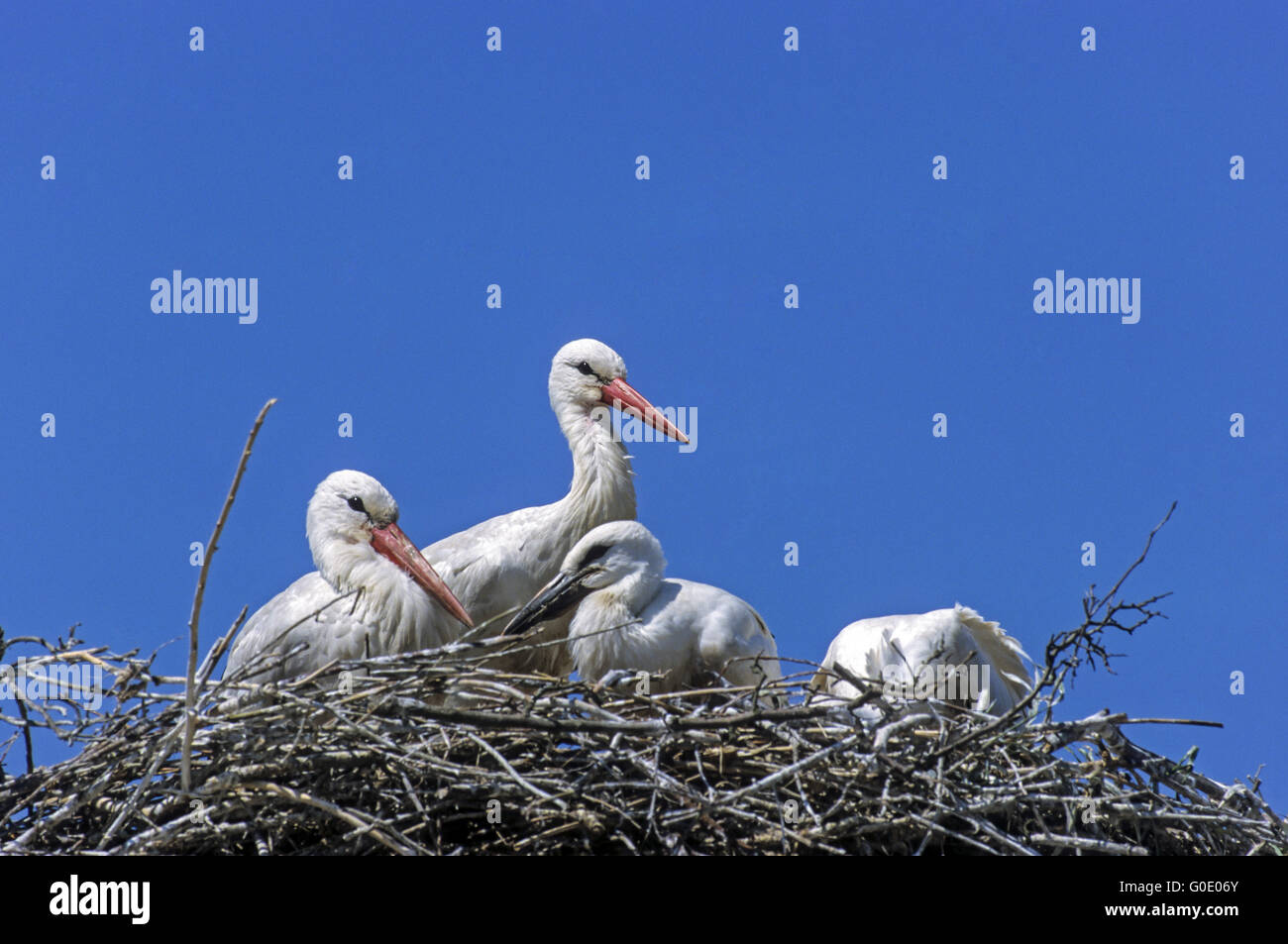 White Stork adult bird and juvenile birds Stock Photo