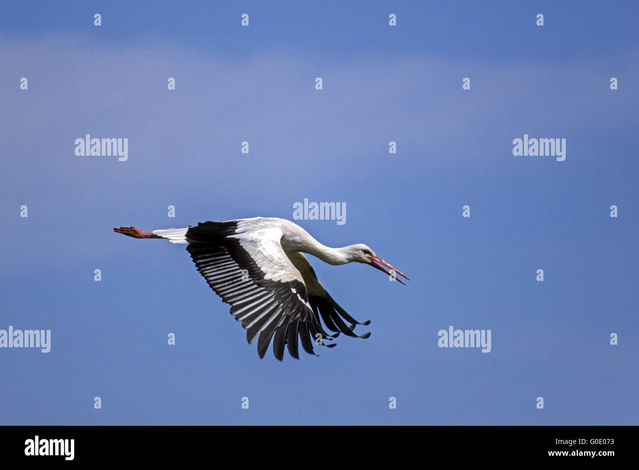 White Stork aerial photograph of an adult bird Stock Photo