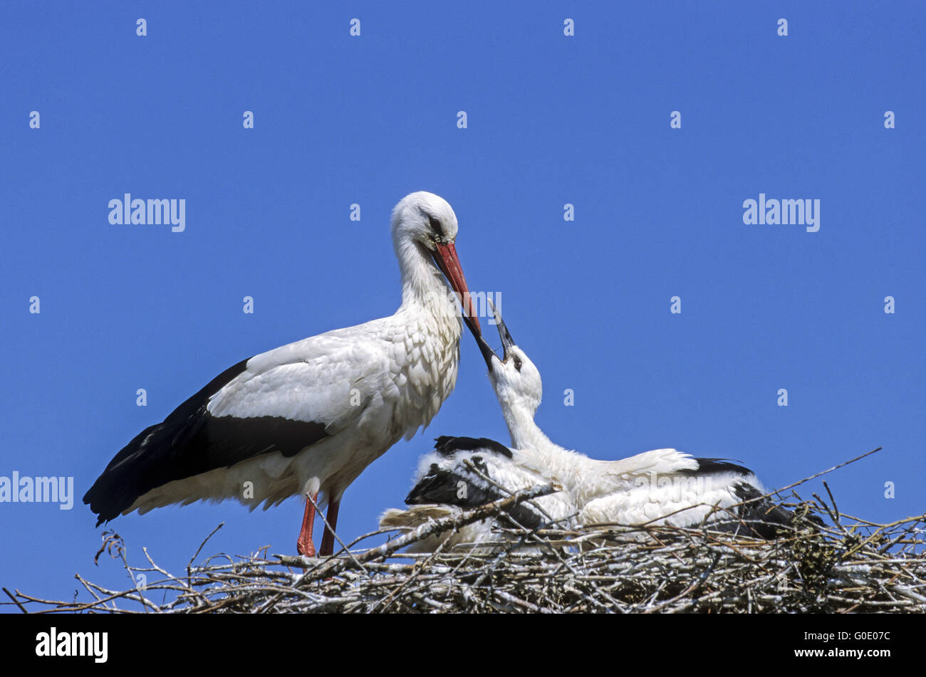White Stork adult bird feeds a young bird Stock Photo
