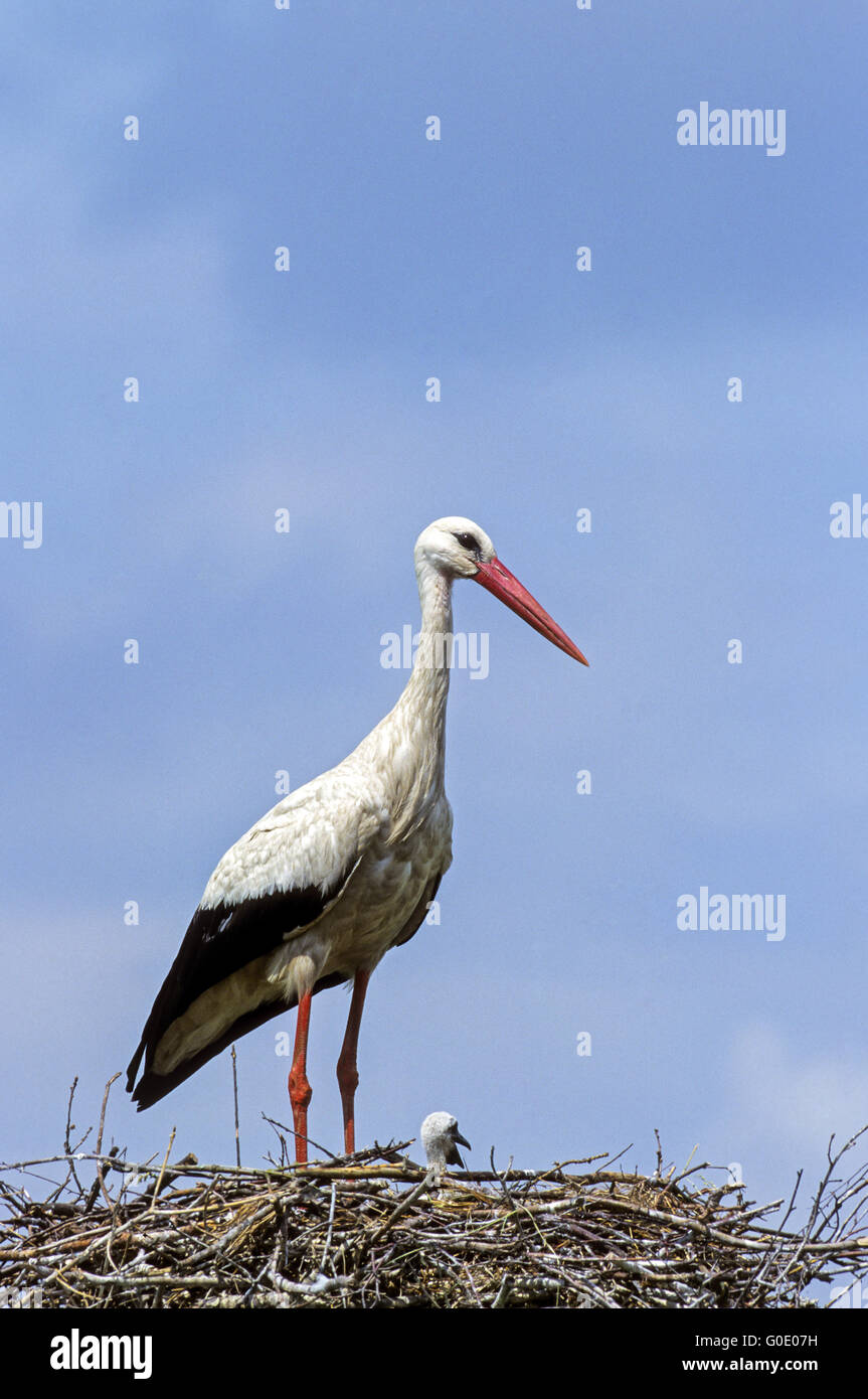White Stork adult bird and juvenile bird Stock Photo
