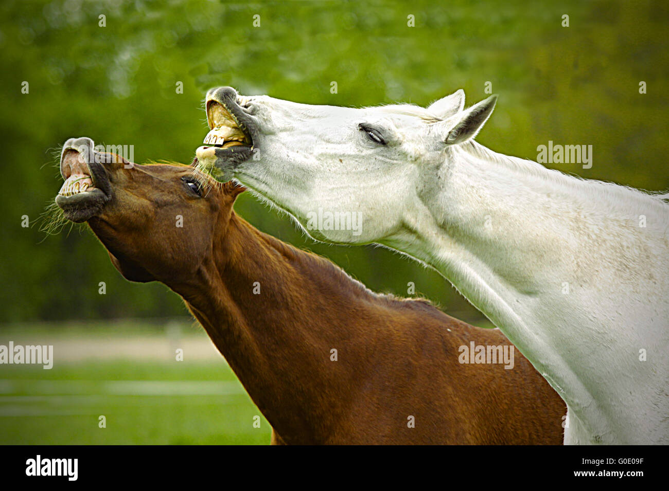 crazy Horses Stock Photo
