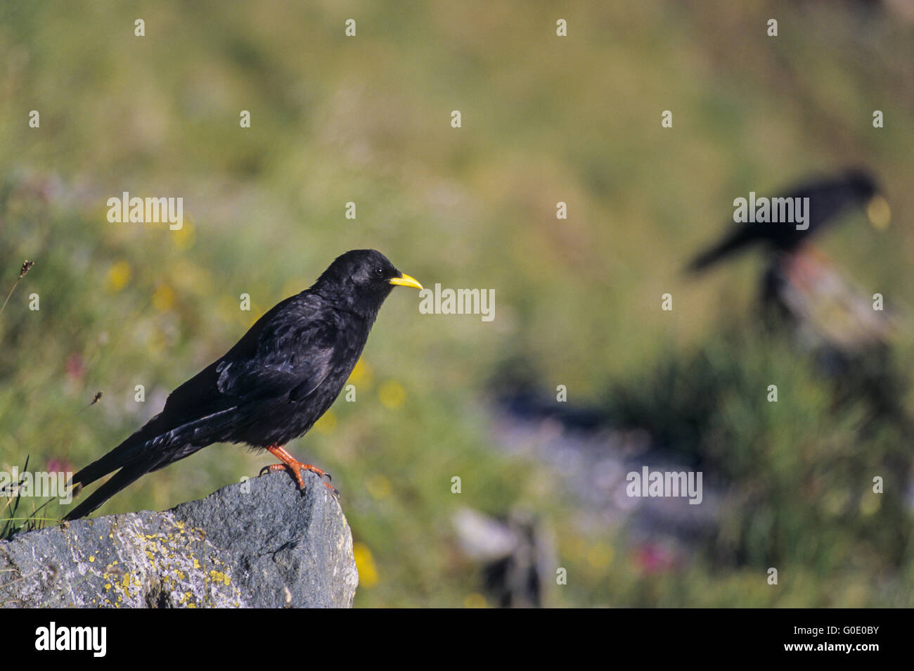 Alpine Chough sits on a rock in an alpine meadow Stock Photo