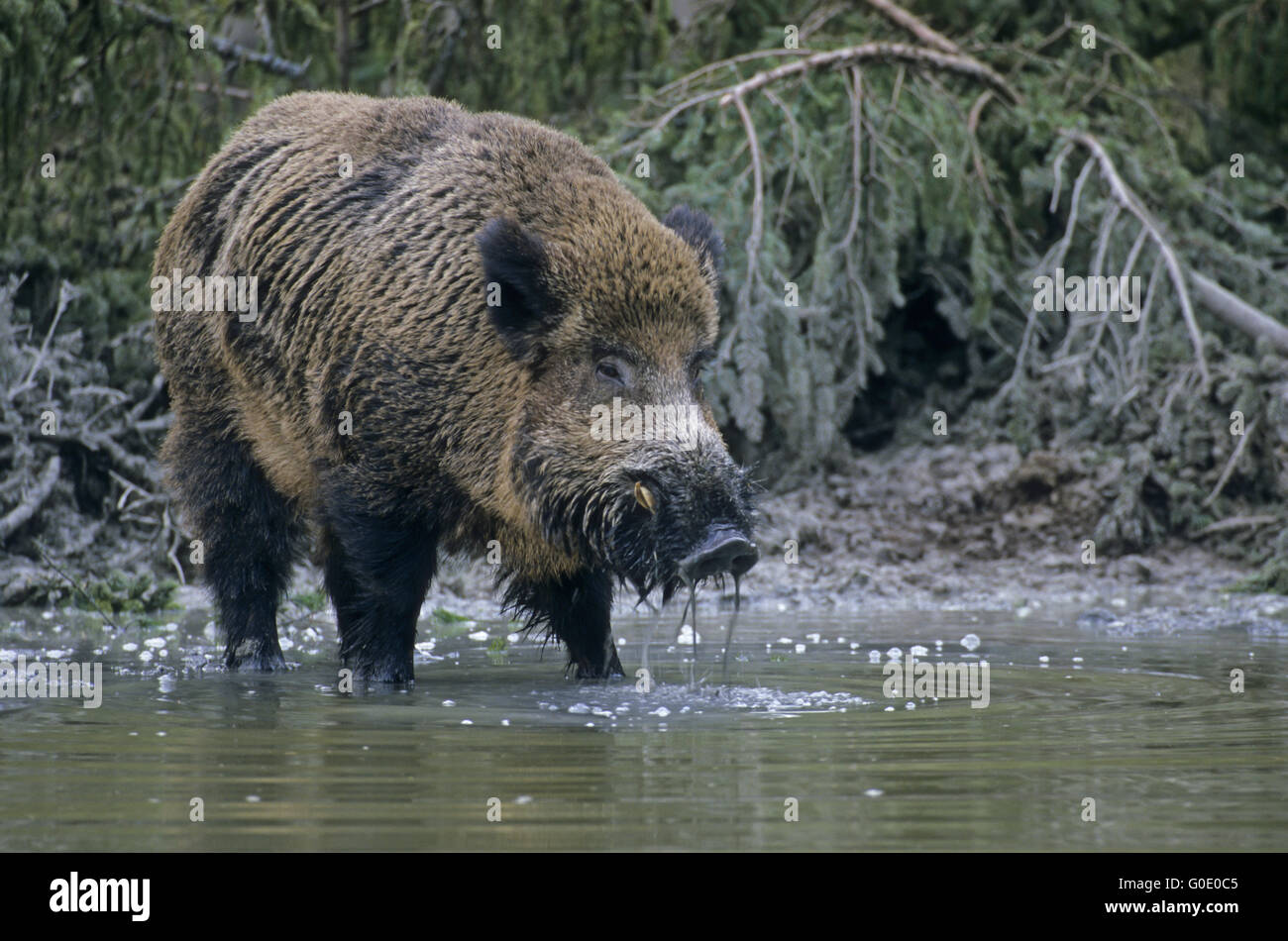 Wild Boar tusker visit a wallow and drinks water Stock Photo