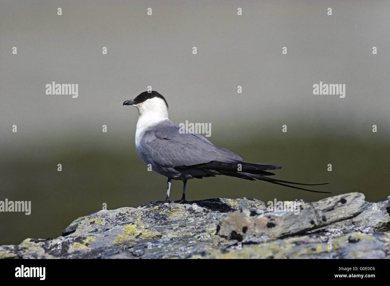 Long-tailed Jaeger adult bird in the tundra Stock Photo