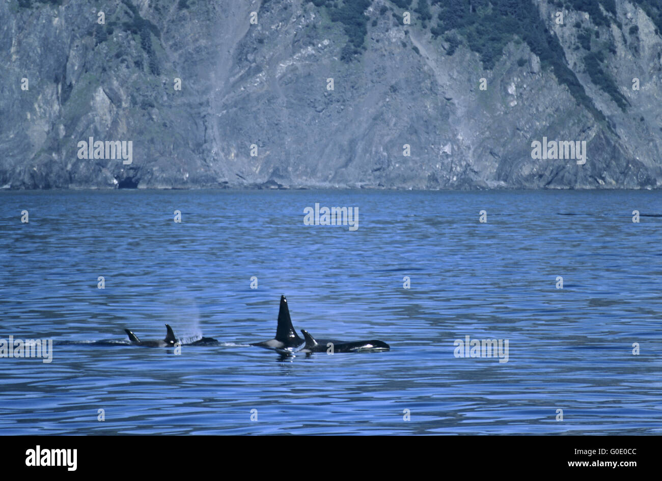 Killer Whales at the coast of Alaska Stock Photo