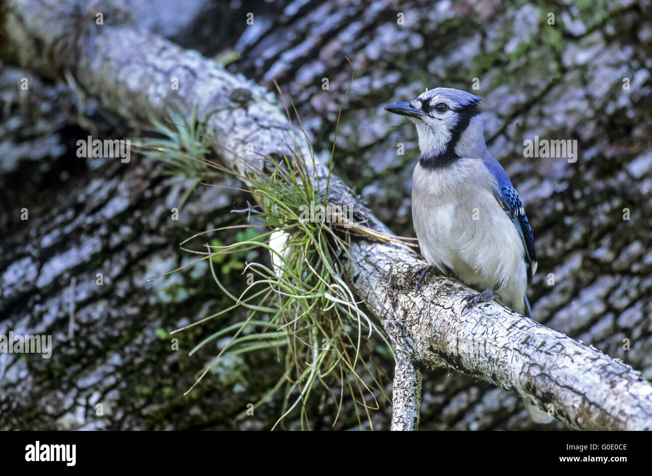 Blue Jay sits on a branch at the Anhinga Trail Stock Photo