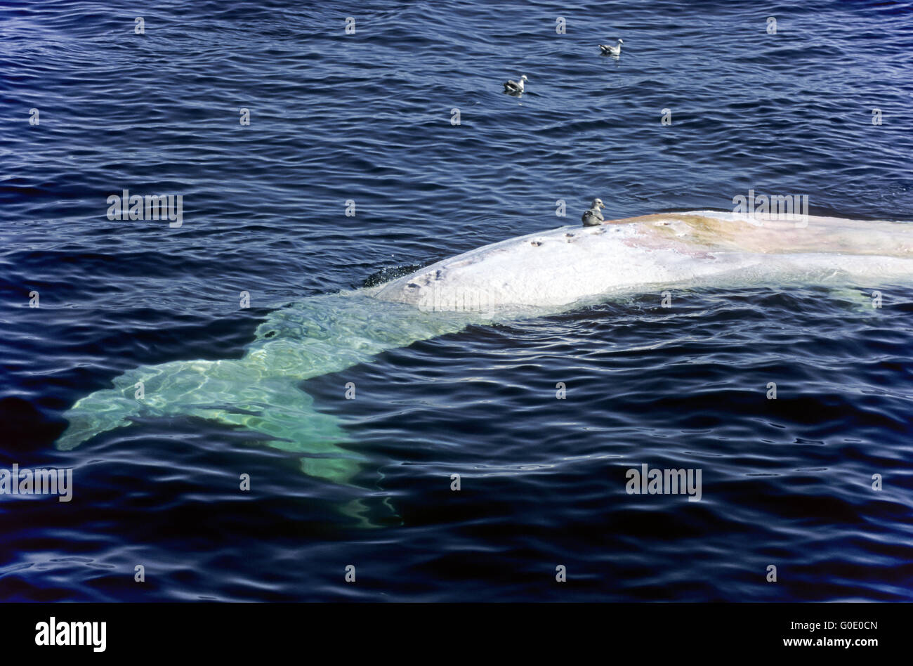 Tail fin from a dead Sperm Whale Stock Photo