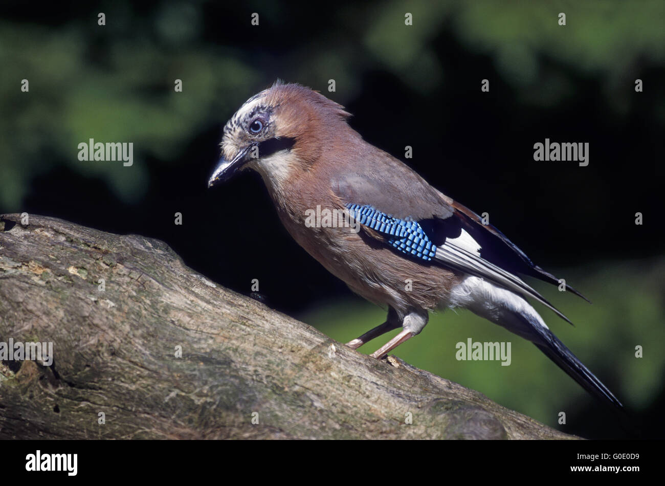 Eurasian Jay foraging on a branch Stock Photo