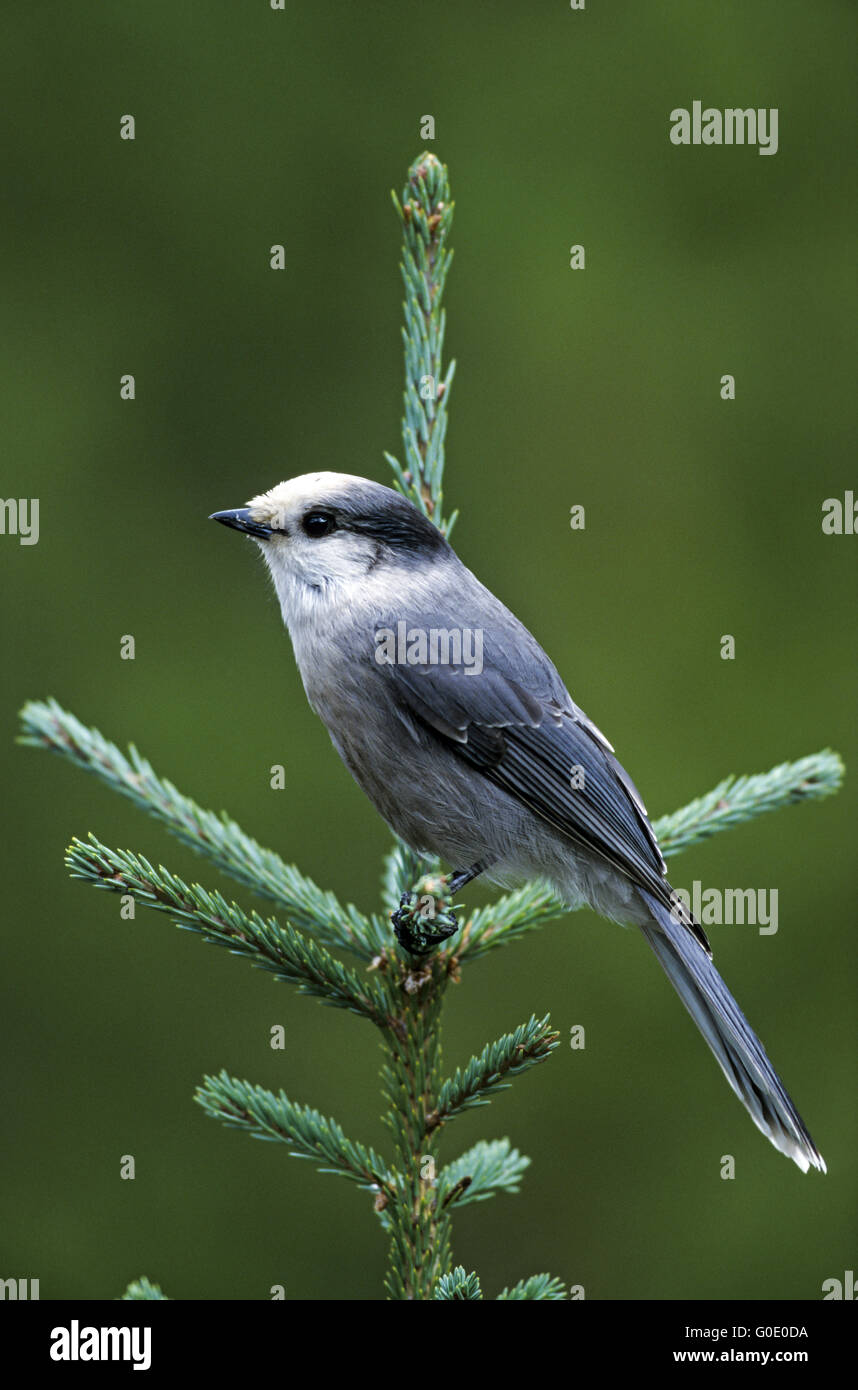 Camp Robber sits on a spruce tree Stock Photo