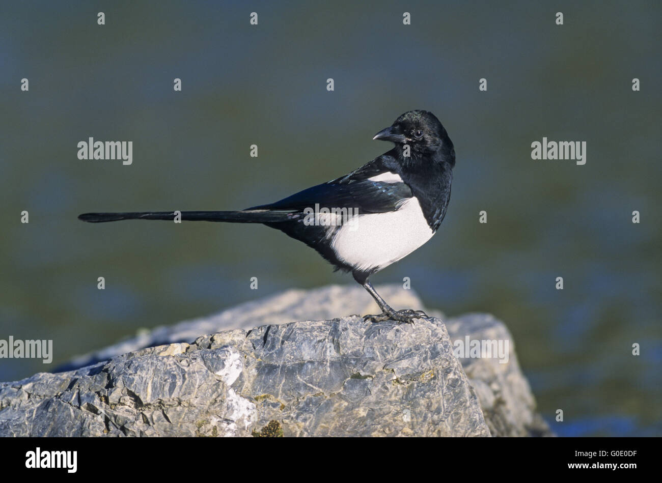 European Magpie rests on a boulder at lakeshore Stock Photo