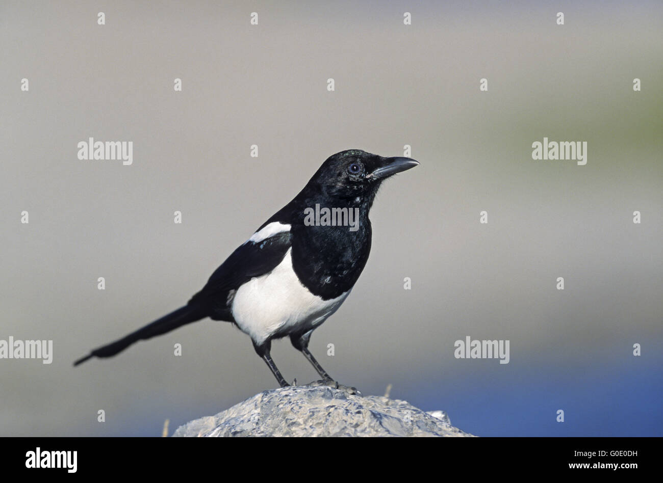 European Magpie rests on a boulder at lakeshore Stock Photo
