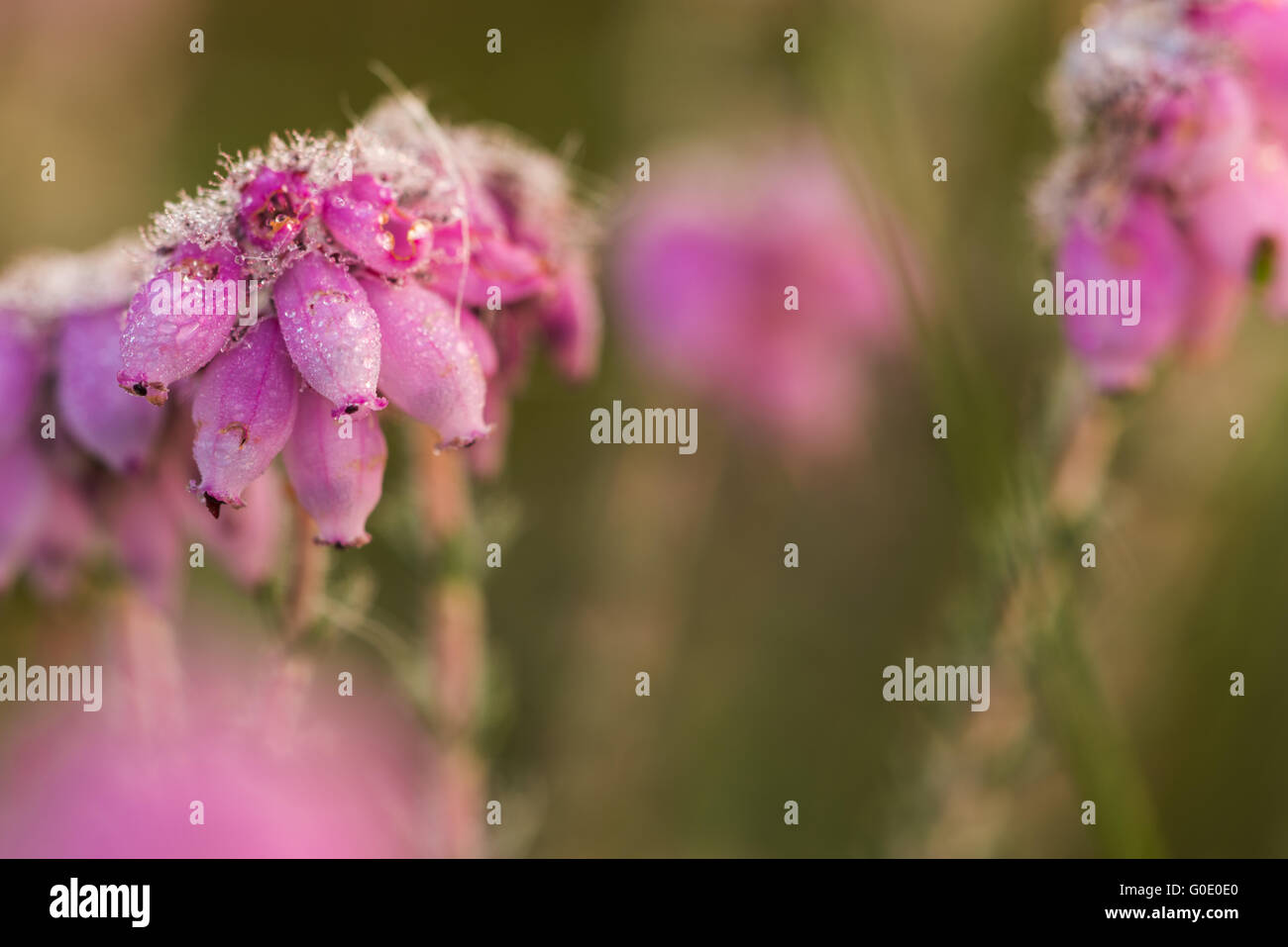 bog heather Stock Photo